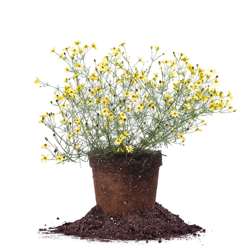 Threadleaf Coreopsis Moonbeam