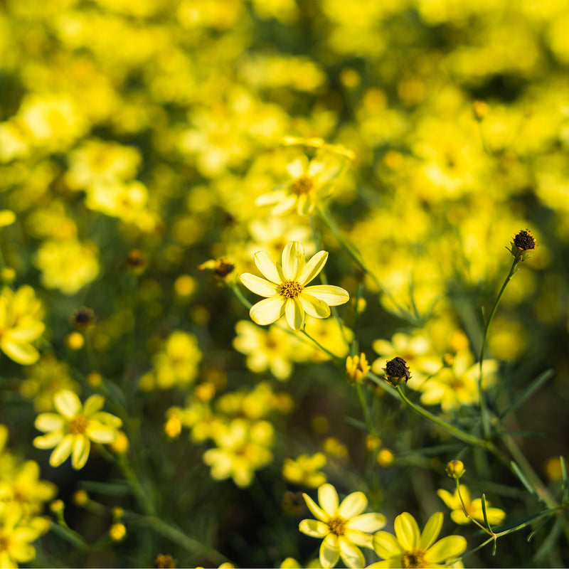Threadleaf Coreopsis Moonbeam
