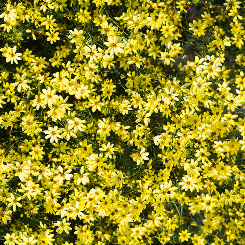 Threadleaf Coreopsis Moonbeam