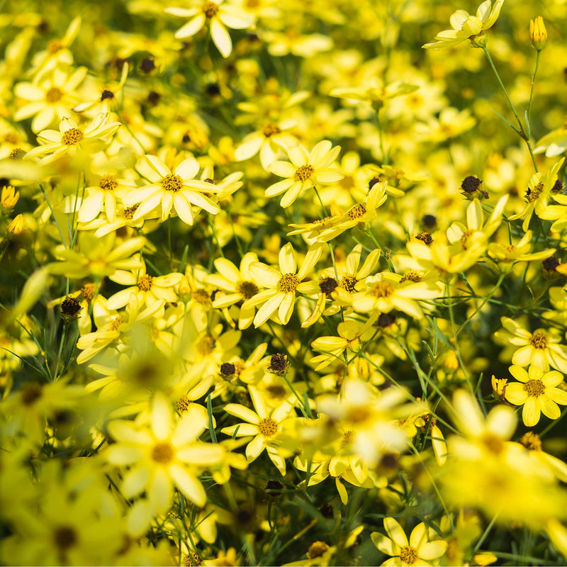 Threadleaf Coreopsis Moonbeam