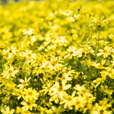 Threadleaf Coreopsis Moonbeam