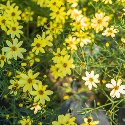 Threadleaf Coreopsis Moonbeam
