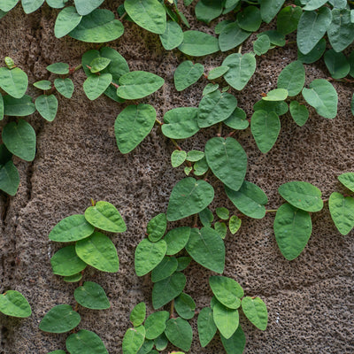 Creeping Fig