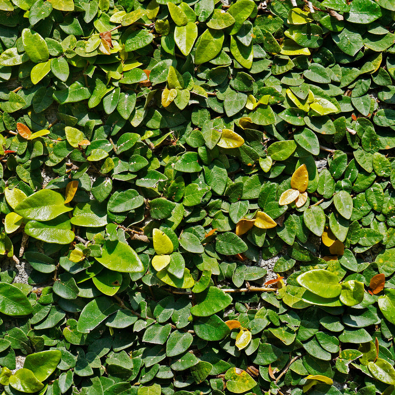 Creeping Fig