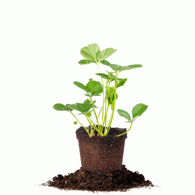 Albion Everbearing Strawberry