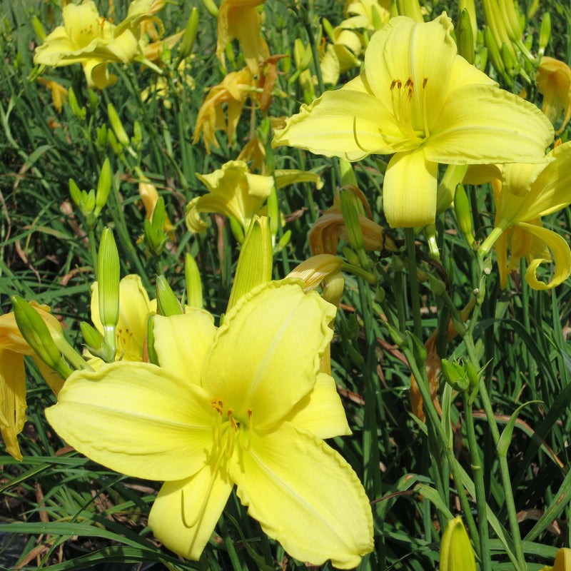 Crystal Tide Daylily