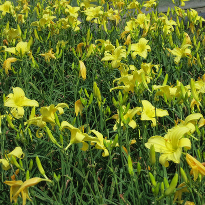 Crystal Tide Daylily