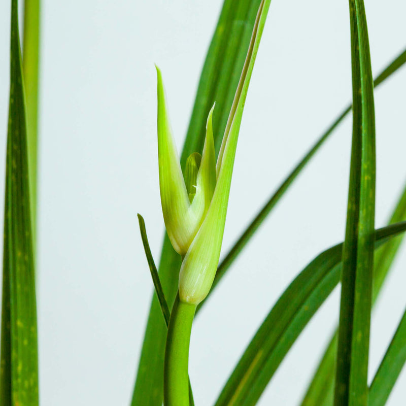 Crystal Tide Daylily