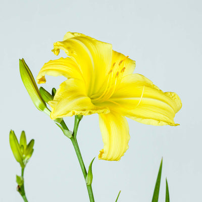 Crystal Tide Daylily