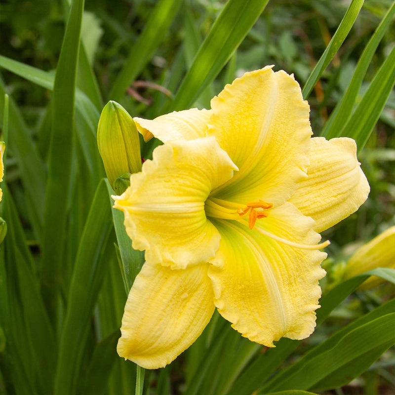 Happy Returns Daylily