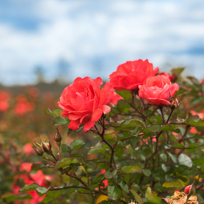 Coral Drift® Rose