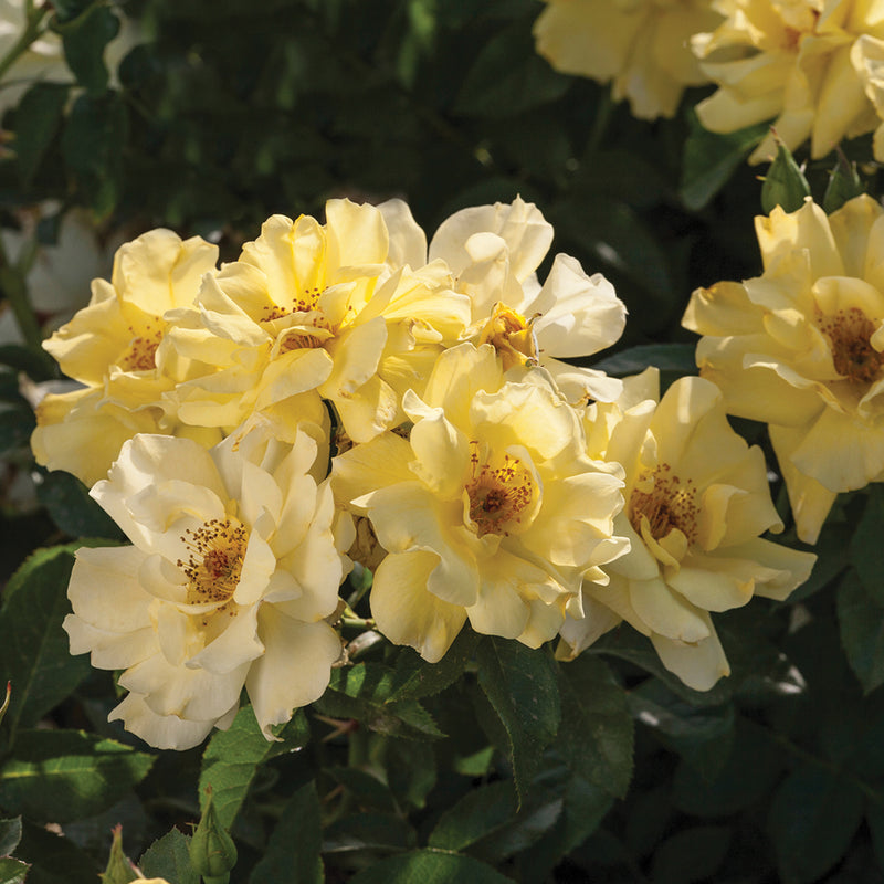 Lemon Drift® Rose