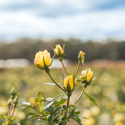 Lemon Drift® Rose