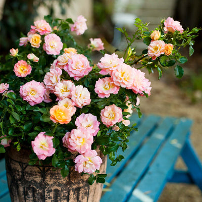 Peach Drift® Rose - Single