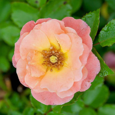 Peach Drift® Rose - Single