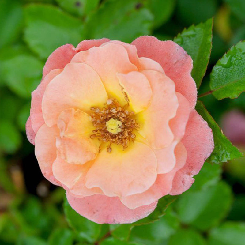 Peach Drift® Rose - Single