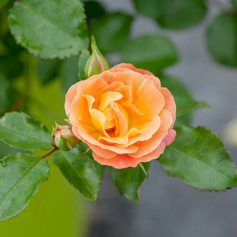 Peach Drift® Rose - Single