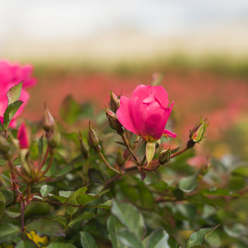 Pink Drift® Rose