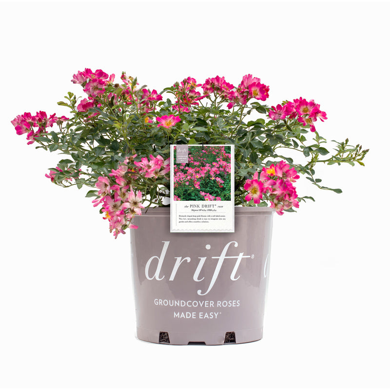 Pink Drift® Rose