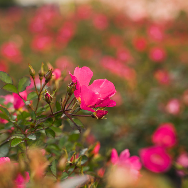 Pink Drift® Rose