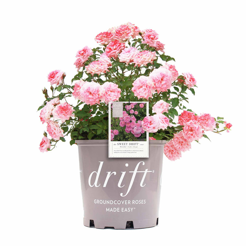 Sweet Drift® Rose