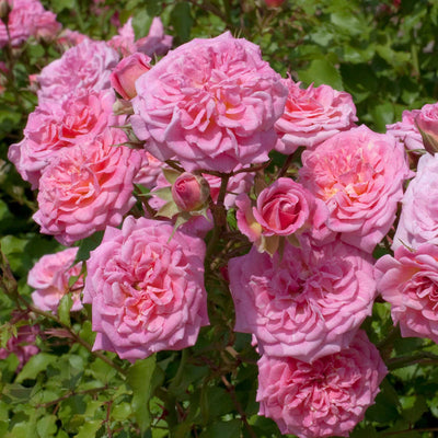 Sweet Drift® Rose