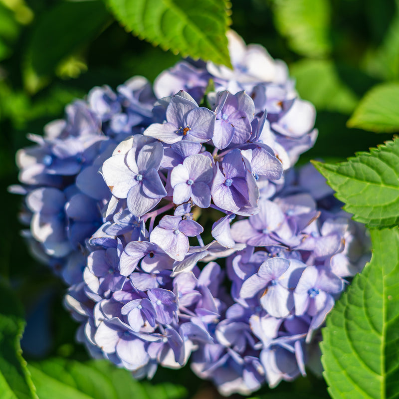 Endless Summer® Hydrangea