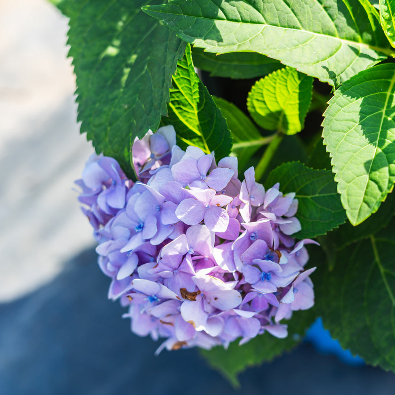 Endless Summer® Hydrangea