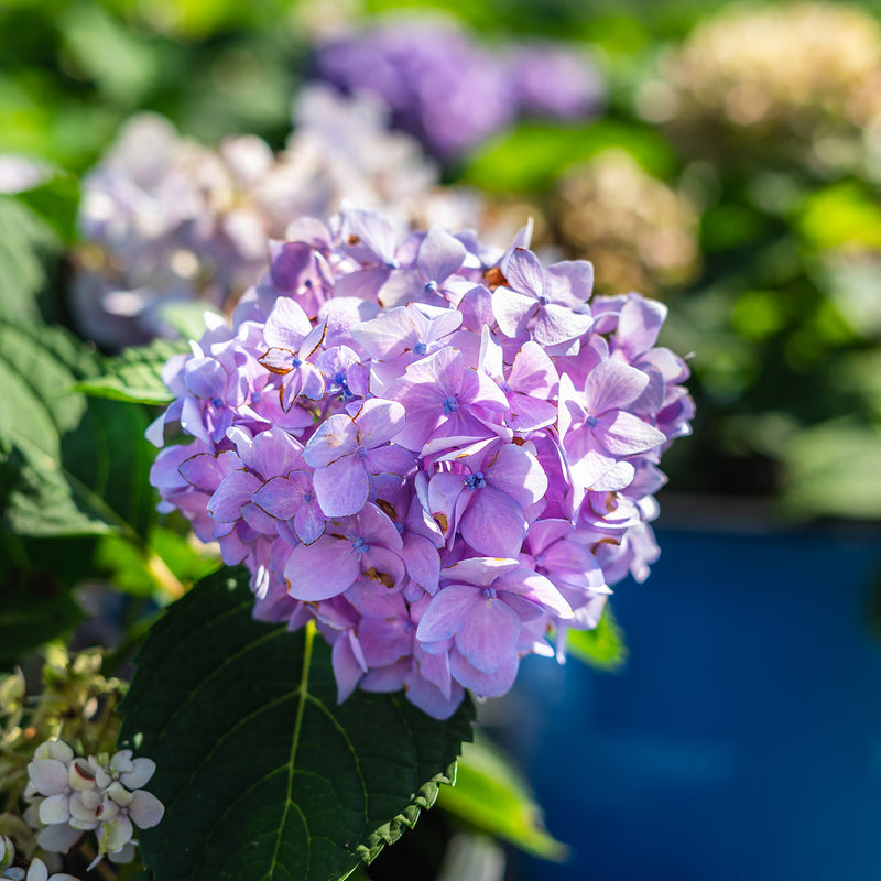 Endless Summer® Hydrangea