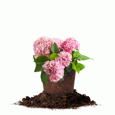 Endless Summer® Hydrangea