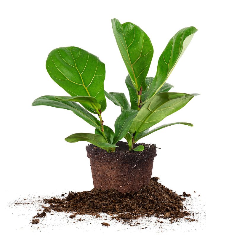 Fiddle Leaf Fig Tree
