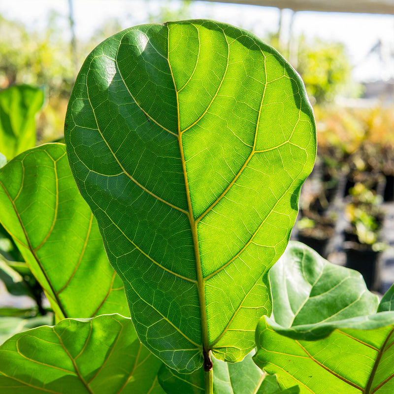 Fiddle Leaf Fig Tree