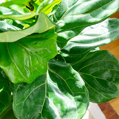 Fiddle Leaf Fig Tree