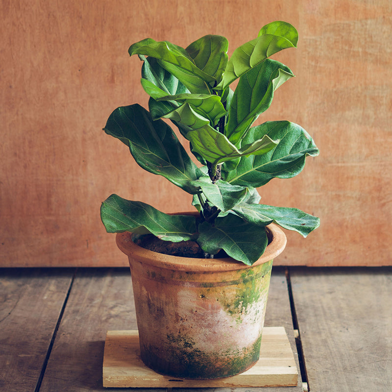 Fiddle Leaf Fig Tree