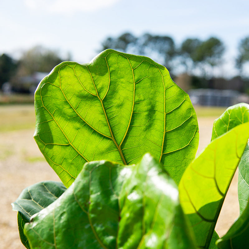 Fiddle Leaf Fig Tree