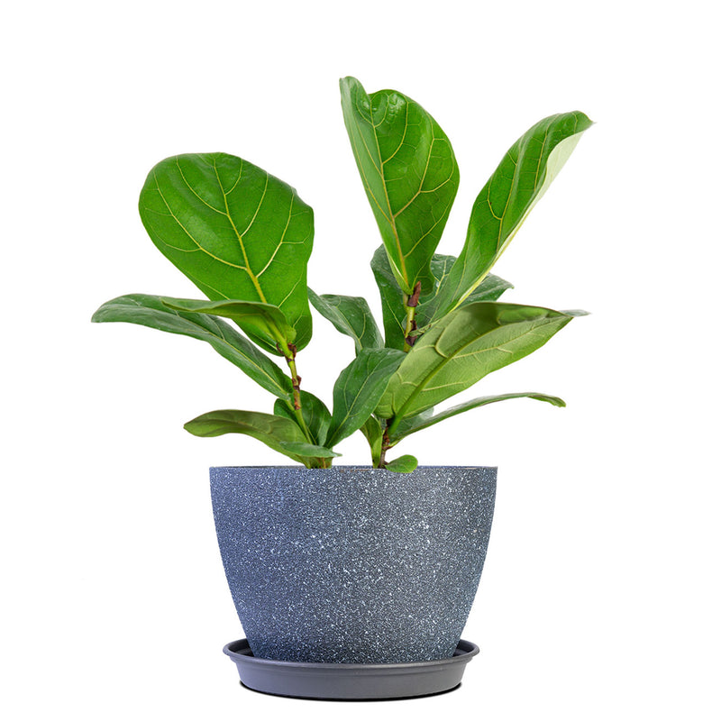 Fiddle Leaf Fig Tree