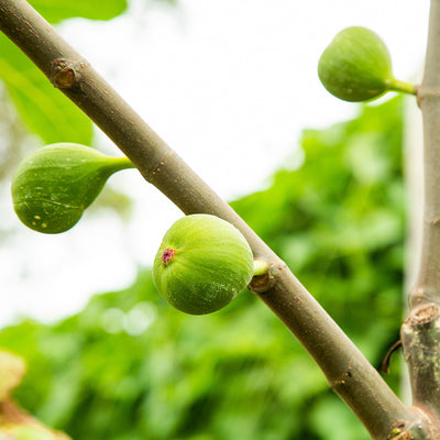 Kadota Fig Tree