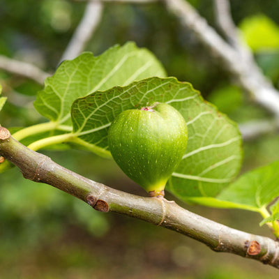 Kadota Fig Tree