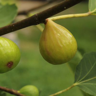 Kadota Fig Tree