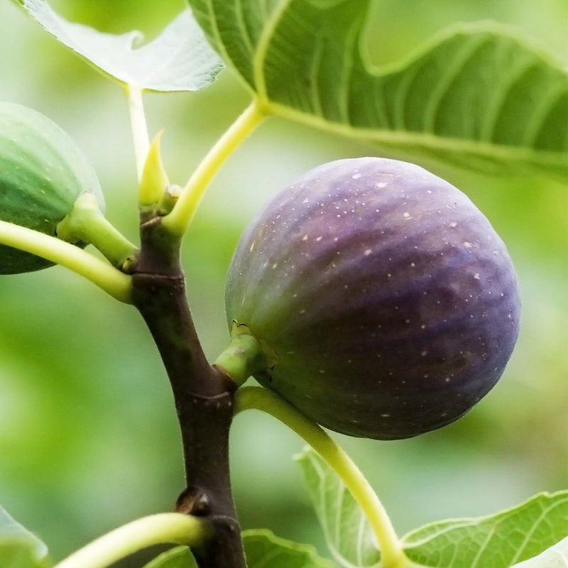 Black Mission Fig Tree