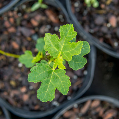 Brown Turkey Fig Tree