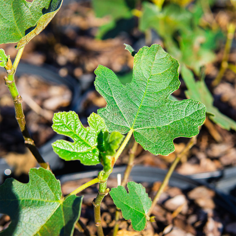 Chicago Hardy Fig Tree