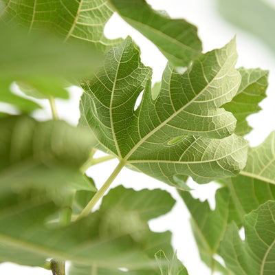 Chicago Hardy Fig Tree