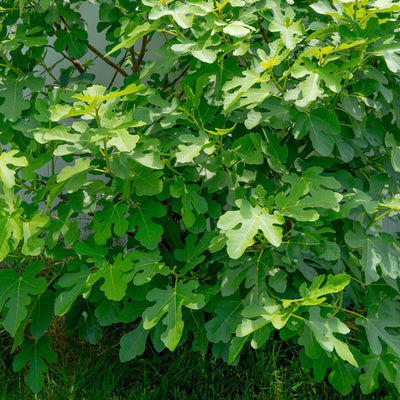 Chicago Hardy Fig Tree