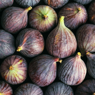 Chicago Hardy Fig Tree