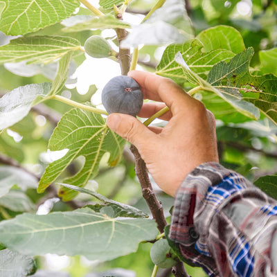 Fignomenal Fig Tree