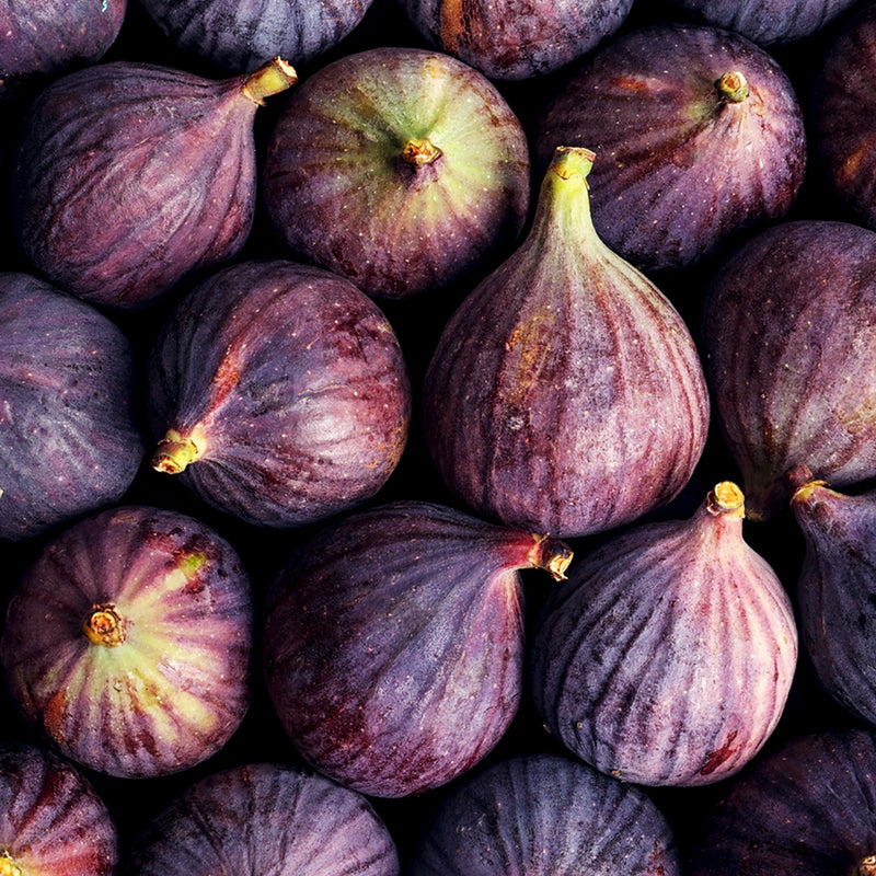 LSU Purple Fig Tree