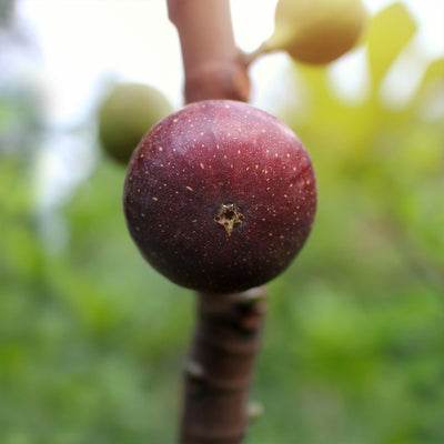 LSU Purple Fig Tree