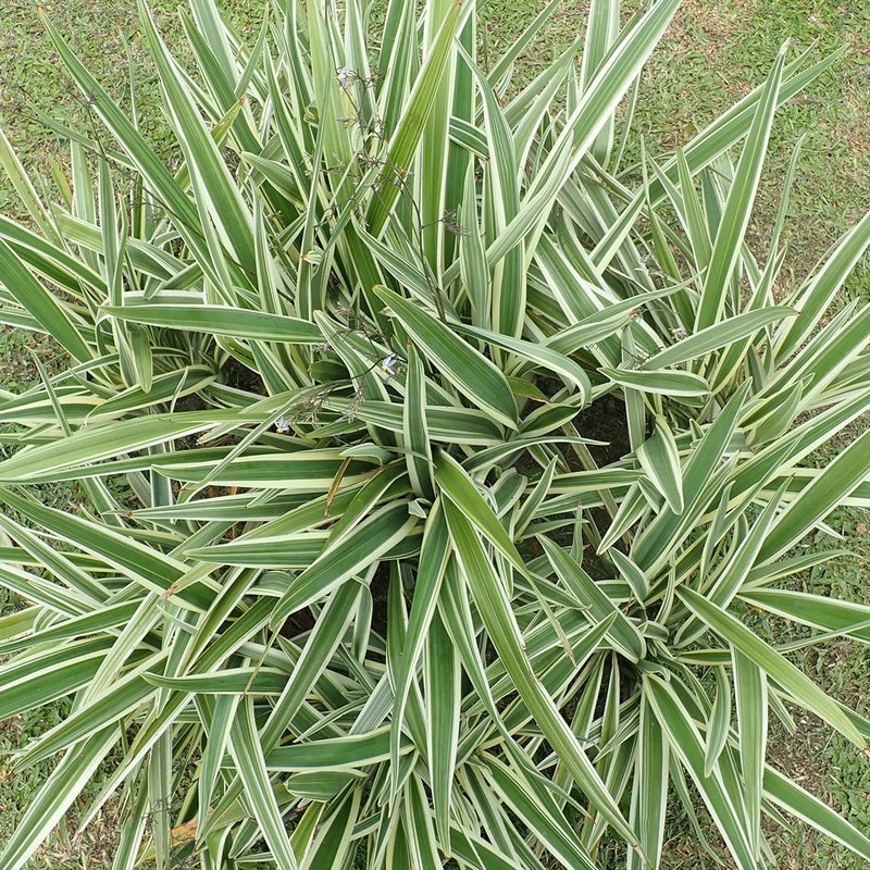 Flax Lily