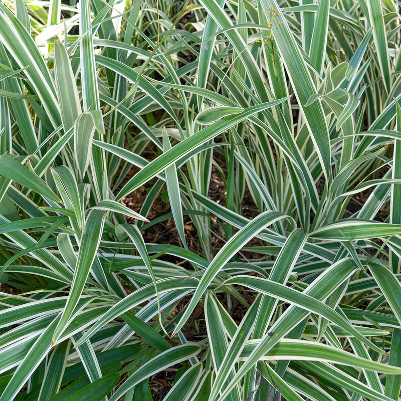 Flax Lily